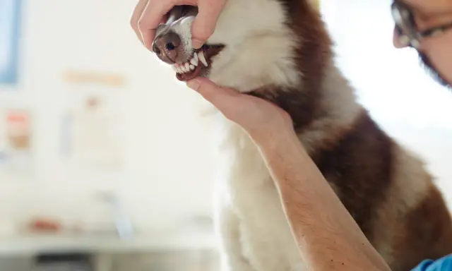Weterynarz bada blade dziąsła u psa rasy husky. Pies ma biało-brązową sierść.