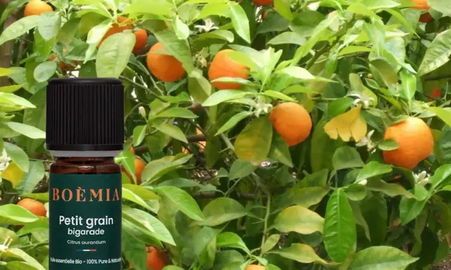 Flacon d'huile essentielle Petit grain bigarade devant un bigaradier. Bien que ses bienfaits soient nombreux, il faut connaître les effets secondaires du petit grain bigarade.