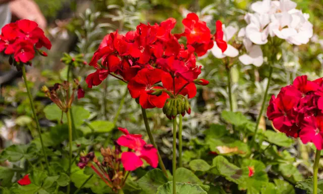 Czerwone i białe pelargonie kwitnące, idealne na słoneczny balkon. W tle widać dłonie osoby pielęgnującej rośliny.