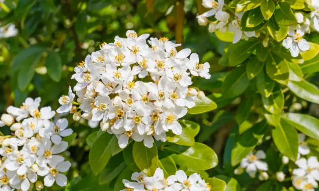 Gros plan sur des grappes de fleurs blanches parfumées de l'oranger du Mexique, aux feuilles vertes brillantes. Une taille bien taillée révèle sa floraison abondante.