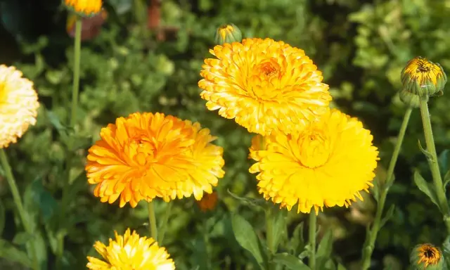 Plusieurs soucis fleur aux couleurs vives illuminent le jardin, leurs pétales d'un jaune éclatant contrastant avec le vert du feuillage.