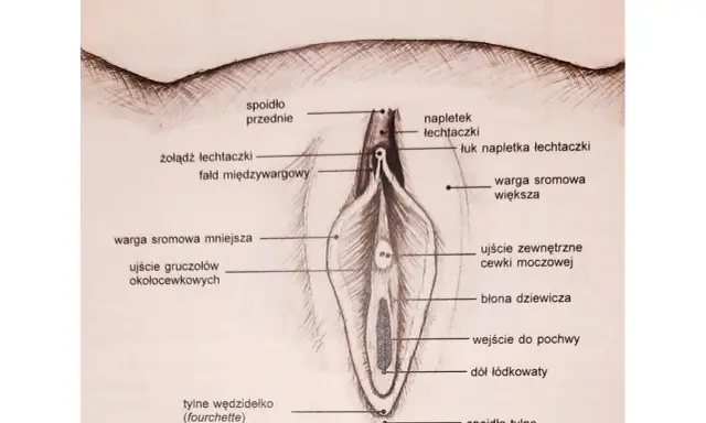 Ilustracja przedstawia budowę łechtaczki i okolic, z zaznaczonym napletkiem, żołędzią, wargami sromowymi i innymi elementami anatomicznymi.