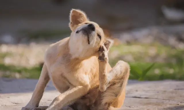 Un chien roux se gratte l'oreille avec sa patte arrière, le regard levé. Il semble que mon chien a des puces.
