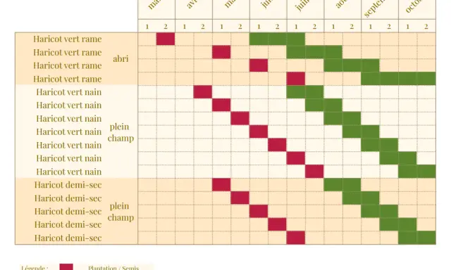 Calendrier de plantation et de récolte des haricots verts. Le rouge indique la plantation, le vert la récolte.