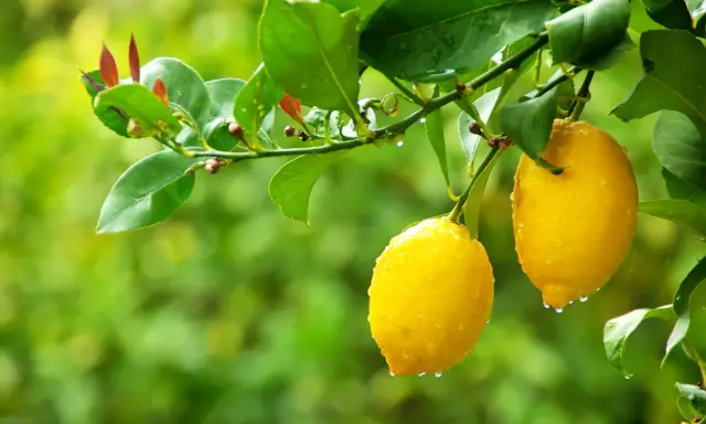 Citronnier 4 saisons : deux citrons jaunes brillants, couverts de gouttes de pluie, pendent sur une branche feuillue.