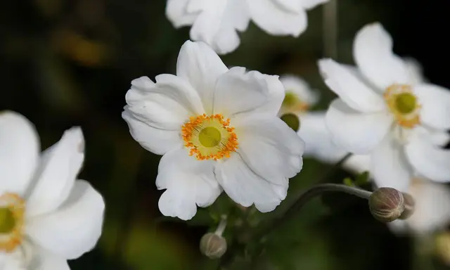 Anémone du Japon blanche aux pétales délicats et au cœur jaune orangé, épanouie dans un jardin.