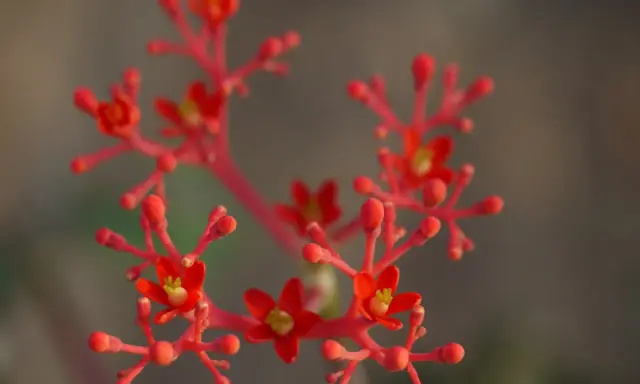 Jatropha podagrica w pełnym rozkwicie, z drobnymi, jaskrawoczerwonymi kwiatami i pąkami na cienkich łodyżkach.