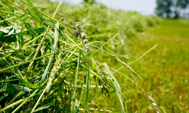 Close-up of freshly cut grass, ready for drying. The green stalks and seed heads are vibrant, hinting at the natural hay preservative qualities of the field.
