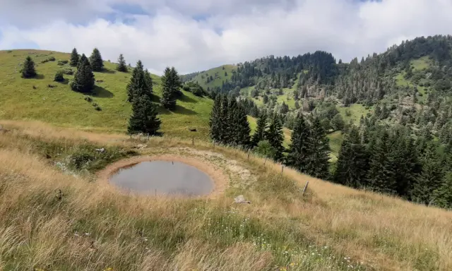 Un laghetto alpino circondato da erba dorata e abeti, ideale per le tue passeggiate in Veneto.