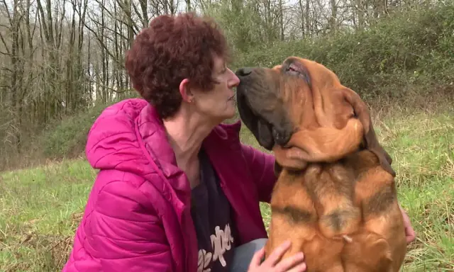 Une femme embrasse tendrement son chien Bruno Saint Hubert, un magnifique Saint-Bernard, dans un pré.