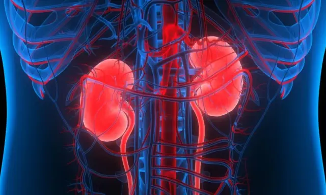 Anatomia nerek i naczyń krwionośnych. Obraz przedstawia, jak działają nerki, kluczowe dla życia, i co się dzieje, gdy dochodzi do niewydolności nerek.