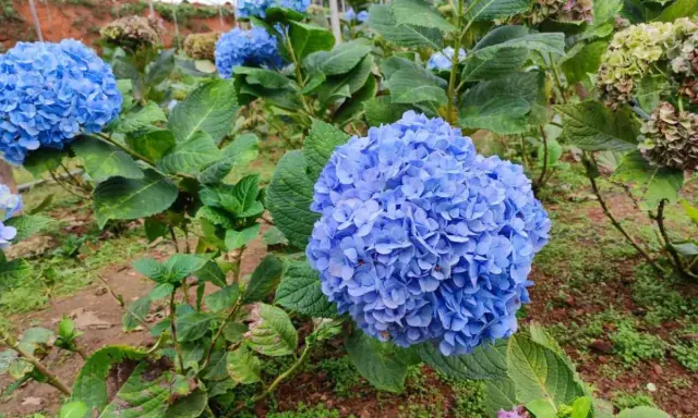 Grandes racimos de **plantas acidófilas** de color azul vibrante, con hojas verdes exuberantes.