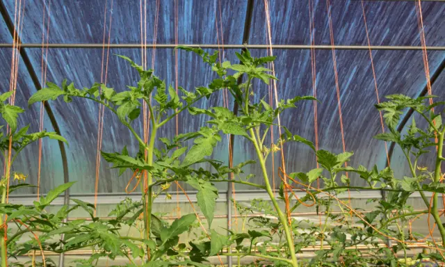 Jeunes plants de tomates dans une serre, soutenus par des fils pour les tuteurer.