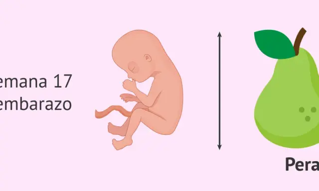 Bebé de 17 semanas de embarazo, similar en tamaño a una pera.