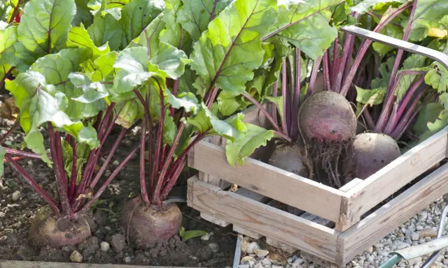 Frisch geerntete rote beete pflanzen mit kräftigen grünen Blättern und dunklen Stielen, einige in einer Holzkiste, andere noch im Boden.