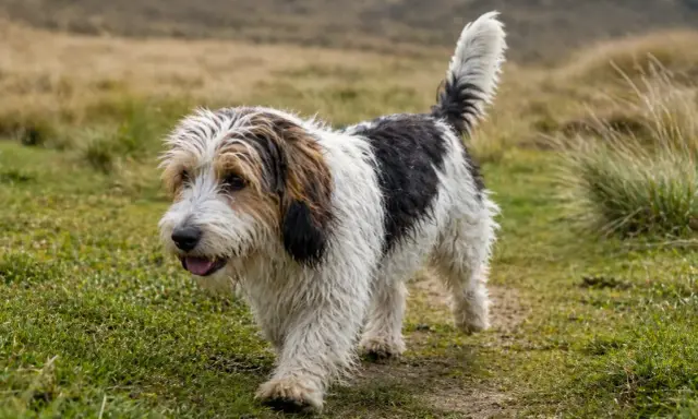 Un petit basset griffon vendéen, au pelage blanc et noir, trotte joyeusement sur un sentier herbeux.