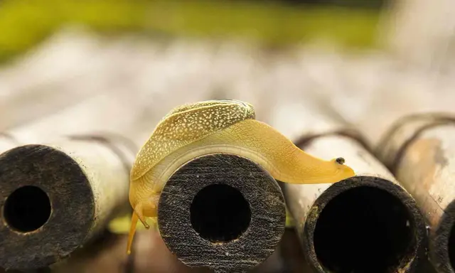 Gelbe Schnecke kriecht über Bambusrohre. Vorsicht vor dem **schneckenkorn giftig**, es könnte ihr zum Verhängnis werden.