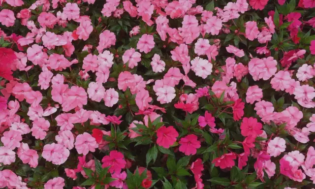 Un tapis de fleurs d'impatiens de Nouvelle-Guinée roses et fuchsia. L'entretien de ces plantes est simple pour un tel éclat.