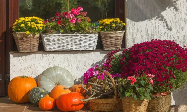 Jesienne kompozycje z wrzosami przed domem: dynie, chryzantemy i pelargonie w wiklinowych koszach tworzą barwną dekorację.