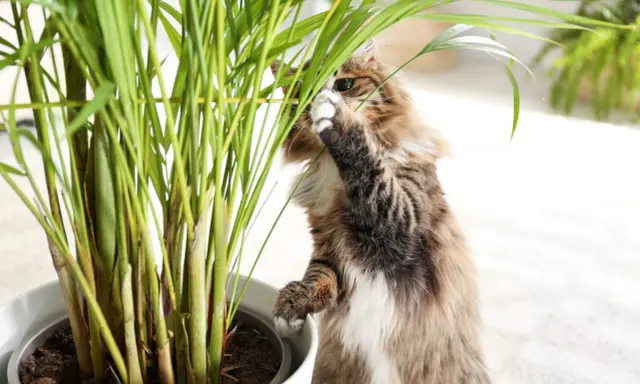Puszysty kotek bada liście rośliny, zastanawiając się, czy calathea jest trująca dla kota.