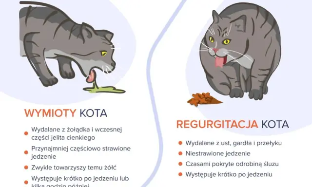 Ilustracja pokazuje dwa koty. Po lewej kot z wymiotami, po prawej kot z regurgitacją.