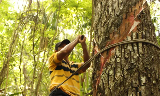 Hombre recolectando savia de árbol, parte del origen del chicle. La savia roja se ve en la corteza.