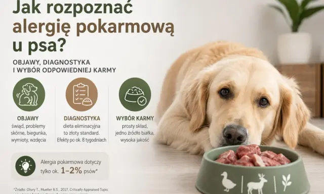 Złoty retriever z miską mięsa, obok tekst o objawach, diagnostyce i wyborze karmy przy alergii pokarmowej u psa.