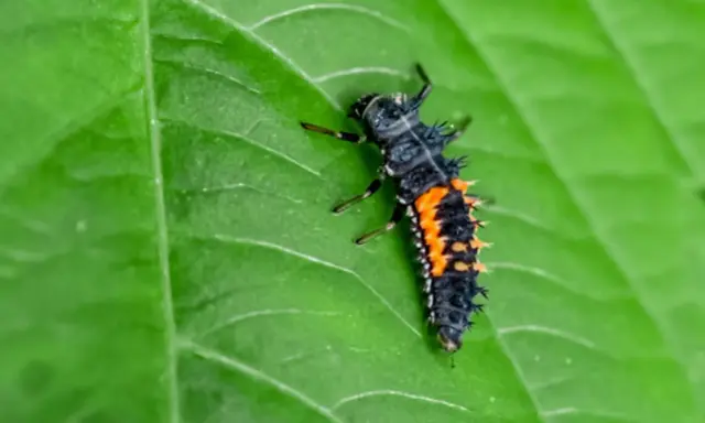 A spiky lady beetle larva, part of the lady beetle life cycle, crawls on a vibrant green leaf.