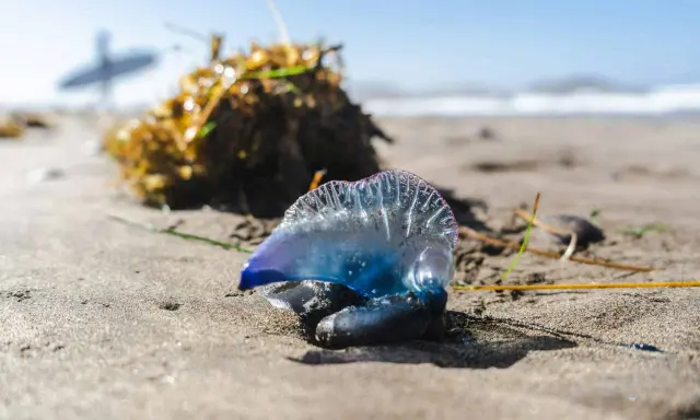Una medusa blu e viola, un esemplare di zoologia marina, giace sulla sabbia umida vicino a un cumulo di alghe.