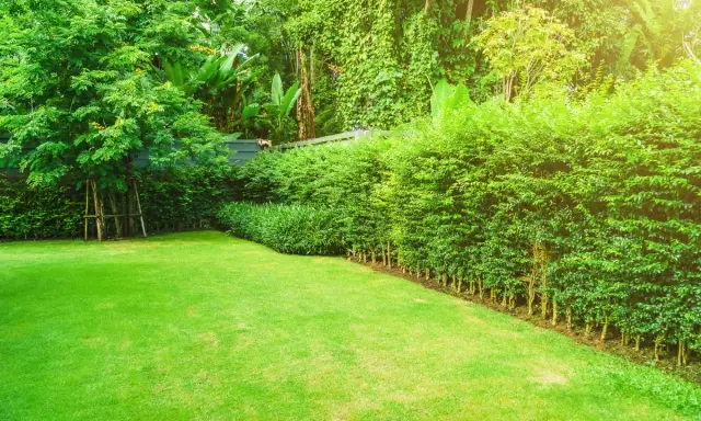 Ein gepflegter Garten im Juni, bereit für das **hecke schneiden**. Der Rasen ist frisch gemäht, die Büsche üppig grün.