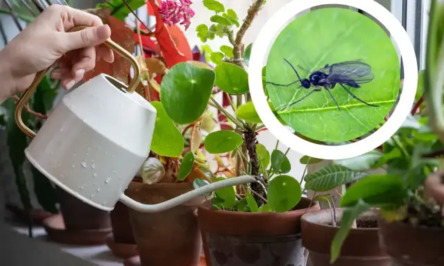 Doniczka z roślinami, na której widać muszkę. Zastosowanie czosnku na muszki w doniczce może pomóc w walce z tymi niechcianymi gośćmi.