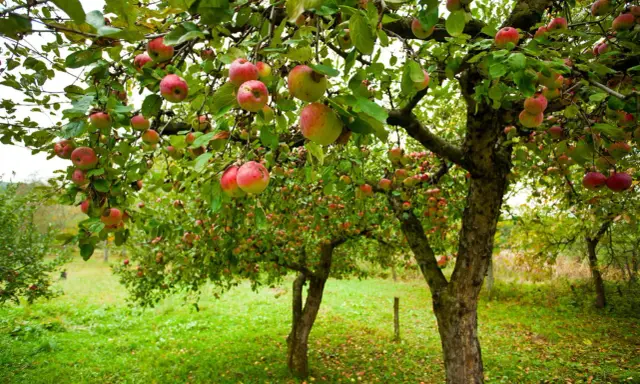 Un verger où les branches d'un pommier sont chargées de fruits rouges et jaunes. La taille pommier a permis une belle récolte.