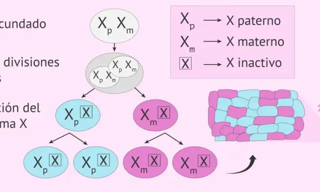 Proceso de inactivación del cromosoma X: un óvulo fecundado con cromosomas X paterno y materno sufre divisiones celulares, llevando a la inactivación aleatoria de uno de ellos, creando un mosaico de células.