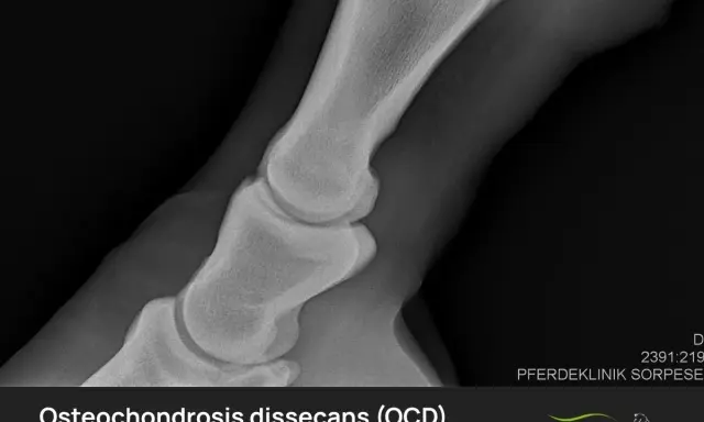 Röntgenbild eines Pferdefußes mit OCD (Osteochondrosis dissecans). Die Aufnahme zeigt die Knochenstruktur und mögliche Veränderungen.