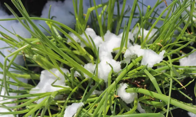 Grüner Schnittlauch kämpft sich durch den Schnee. Er beweist, dass Schnittlauch winterhart ist und auch bei Kälte wächst.