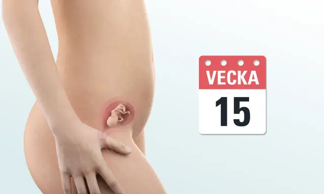 Gravid v 15. En illustration visar en gravid mage med ett foster inuti. En kalender visar vecka 15.