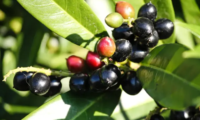Grappes de prunus fruit toxique, noirs et rouges, sur fond de feuilles vertes.
