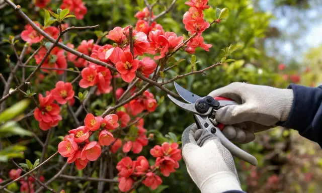Gants blancs et sécateur pour la taille d'un cognassier du Japon aux fleurs rouges éclatantes.