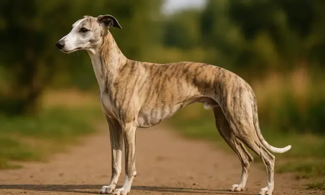 Un élégant lévrier whippet tigré se tient sur un chemin de terre, le regard tourné vers l'horizon.
