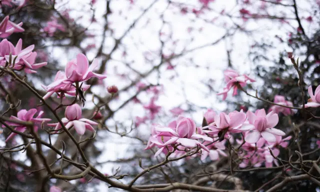 Delikatne, różowe kwiaty magnolii rozkwitają na gałęziach, zapowiadając wiosnę.