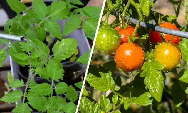 Watering tomato seedlings and ripe cherry tomatoes. Learn how often to water tomatoes in pots for healthy growth and fruit.