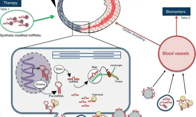 Diagrama ilustra la terapia con micro ARN sintéticos modificados para tratar IAM, su procesamiento celular y su rol como biomarcadores en vasos sanguíneos.