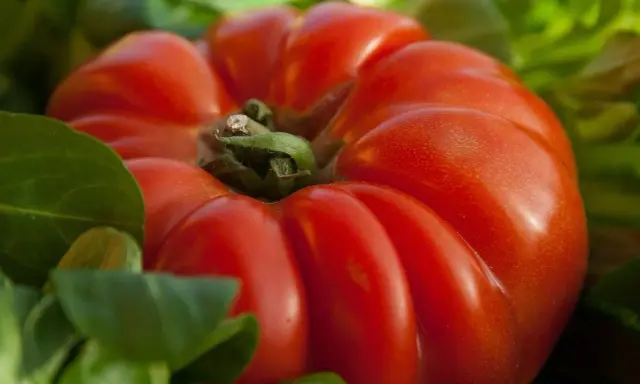 Gros plan sur une tomate cœur de bœuf rouge vif, ses lobes charnus se détachant sur un fond de feuilles vertes.
