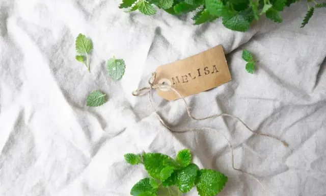 Świeże liście melisy cytrynowej na lnianym tle. Etykieta z napisem "MELISA" przywiązana sznurkiem.