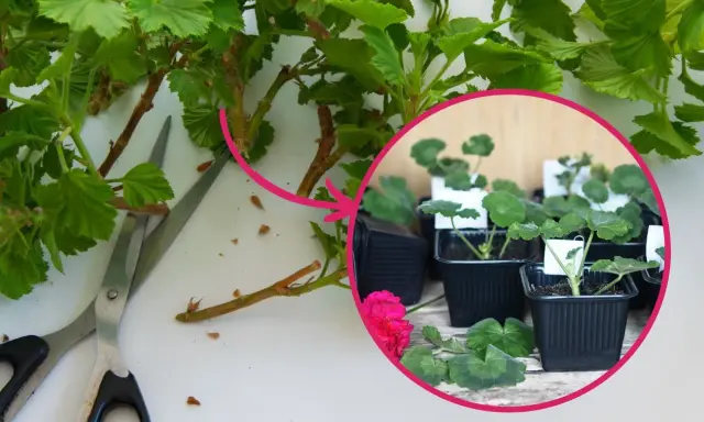 Przygotowanie sadzonek pelargonii: cięcie pędów i sadzenie w doniczkach.