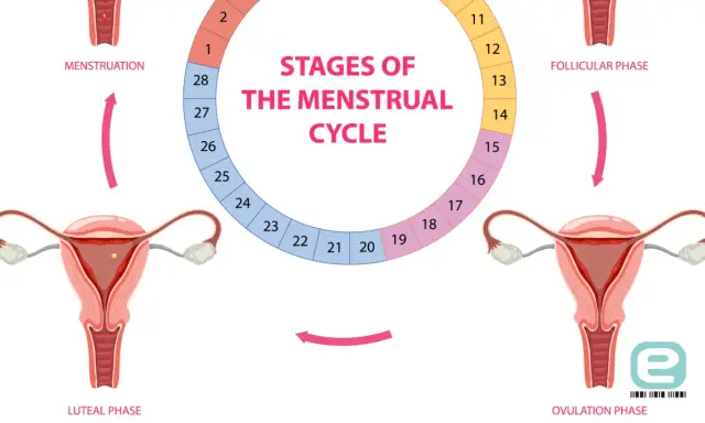 Cykl menstruacyjny: faza lutealna, owulacja, faza folikularna i menstruacja. Schemat przedstawia narządy rozrodcze kobiety i fazy cyklu.