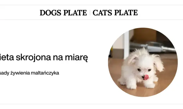 Zasady żywienia maltańczyka: dieta skrojona na miarę dla Twojego pupila.