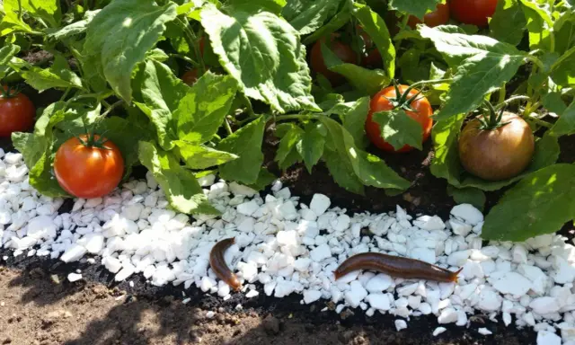Des limaces rampent sur des cailloux blancs près de plants de tomates. Une astuce pour savoir comment éloigner les limaces : la gravier peut les dissuader.