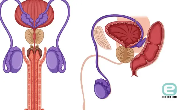 Anatomia układu rozrodczego mężczyzny. Ilustracja przedstawia pęcherz, prostatę, nasieniowody i jądra, kluczowe dla funkcji seksualnych, w tym erekcji.