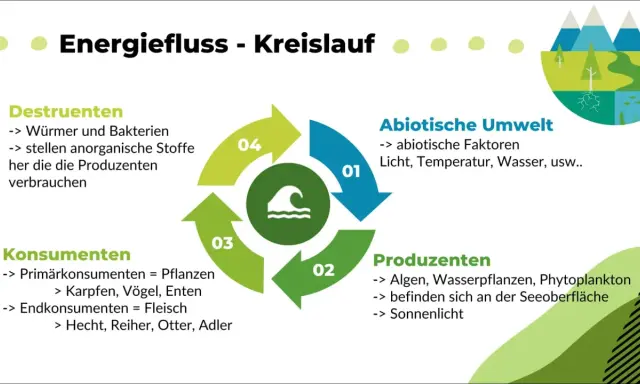 Der Energiefluss im Ökosystem See: Abiotische Faktoren, Produzenten, Konsumenten und Destruenten bilden einen Kreislauf.
